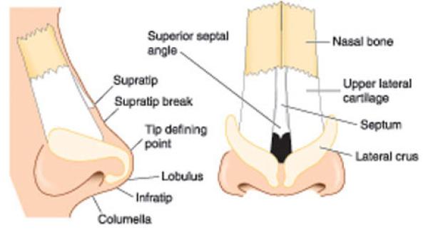 The operations that can be combined  with rhinoplasty; rhinoplasty and septoplasty